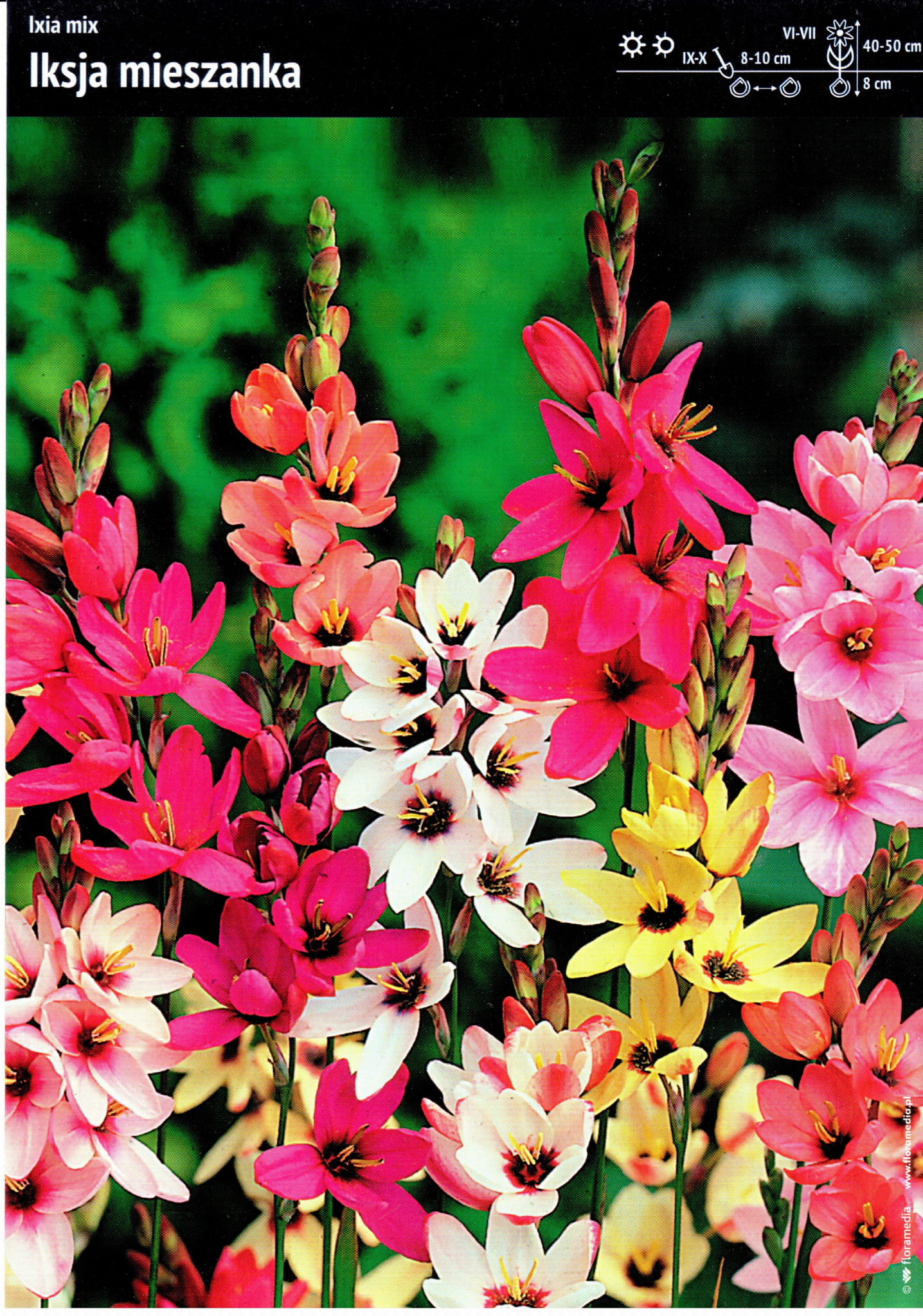 Ixia - Iksja Mix 20 szt.