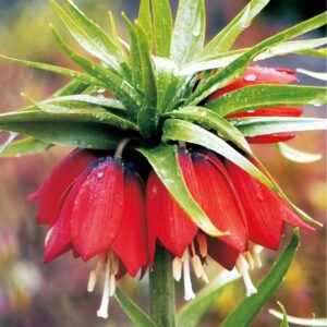 Fritllaria - Szachownica Cesarska Rubra Maxima - 3 szt.