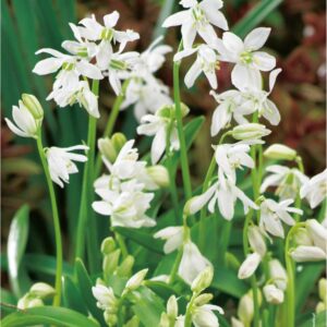 Scilla - Cebulica Sibirica White - 30 szt.