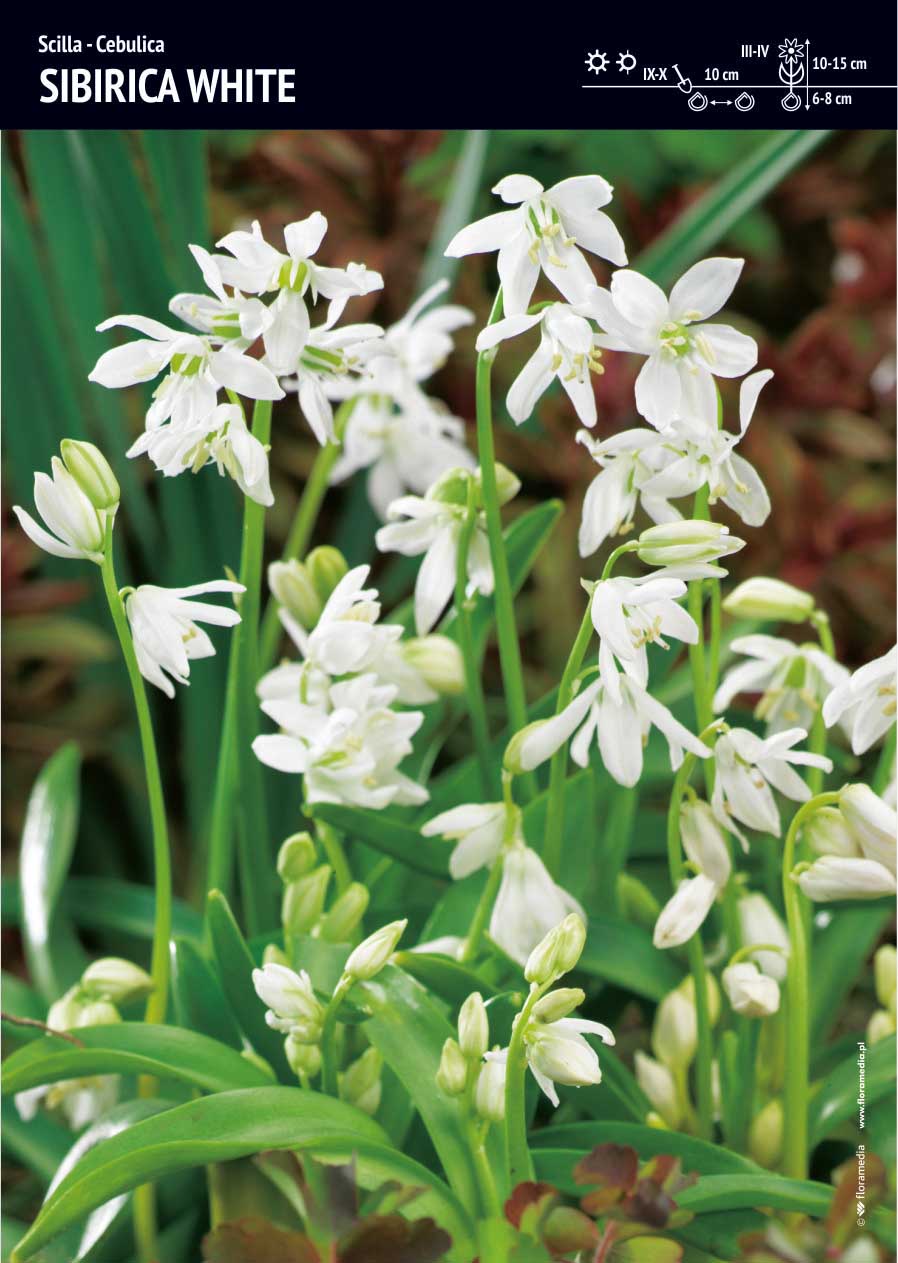 Scilla - Cebulica Sibirica White - 30 szt.