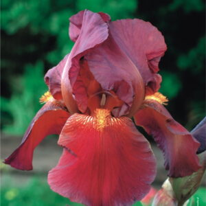 Irys Germanica - Kosaciec Bródkowy Red Zinger - 1 szt.