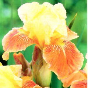 Irys Germanica - Kosaciec Bródkowy Golden Muffin - 1 szt.