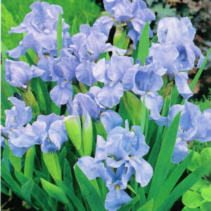 Irys Pumila - Kosaciec Niski Truly - 1 szt.