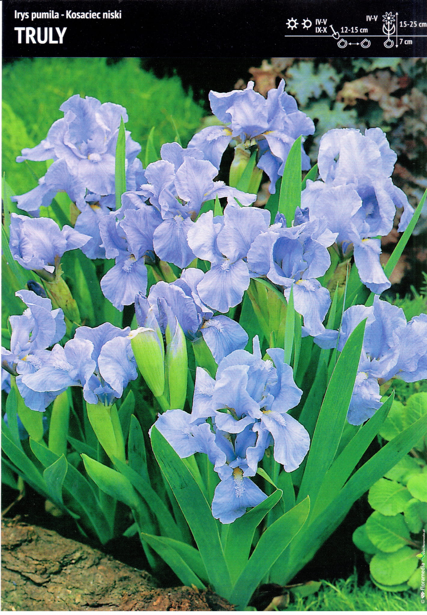 Irys Pumila - Kosaciec Niski Truly - 1 szt.