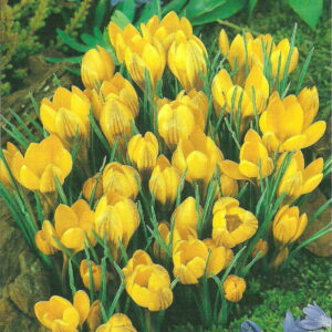 Krokus Dorothy - 15 szt.