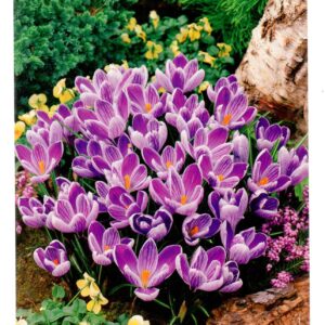 Krokus Wielkokwiatowy King Of Striped - 30 szt.