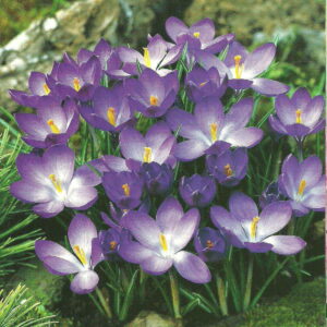 Krokus Ruby Giant - 30 szt.