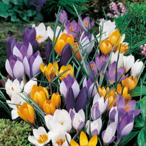 Krokus Wielkokwiatowy Mix - 30 szt.