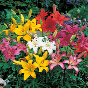 Lilia Azjatycka Mix - 15 szt.