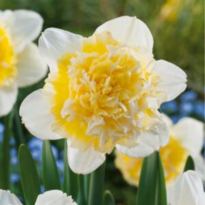 Narcyz Ice King - 7 szt.