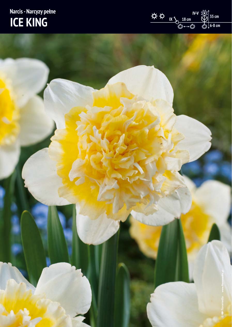 Narcyz Ice King - 7 szt.