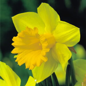 Narcyz Dutch Master - 7 szt.