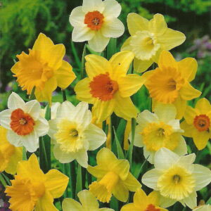 Narcyz Tr¹bkowy Mix - 7 szt.