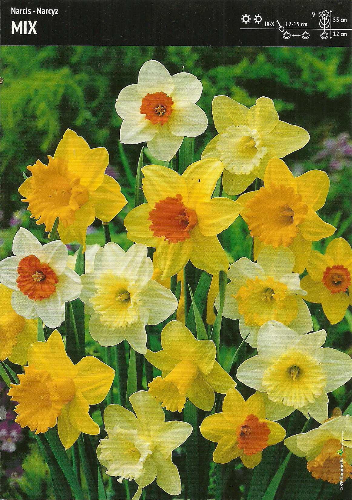 Narcyz Tr¹bkowy Mix - 7 szt.