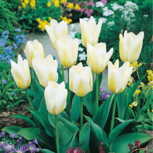 Tulipan White Purissima - 7 szt.