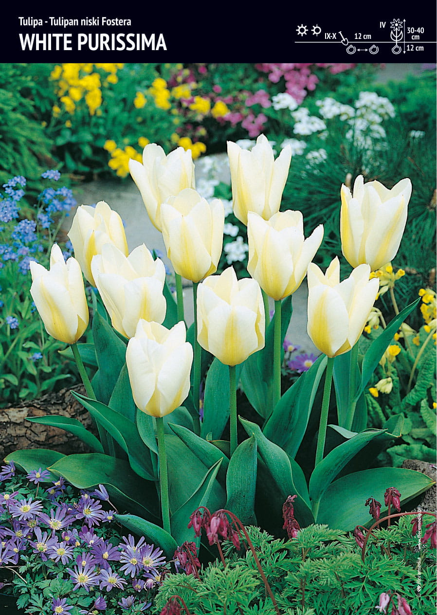 Tulipan White Purissima - 7 szt.