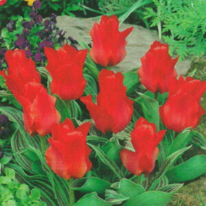 Tulipan Red Riding Hood - 7 szt.