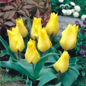 Tulipan Gold West - 7 szt.