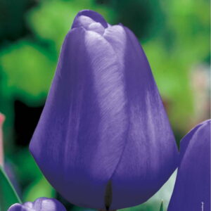 Tulipan Triumph Blue - 15 szt.