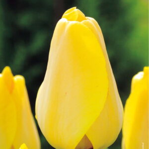 Tulipan Golden Apeldorn - 15 szt.