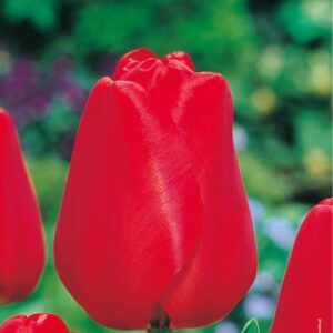 Tulipan Apeldorn - 15 szt.