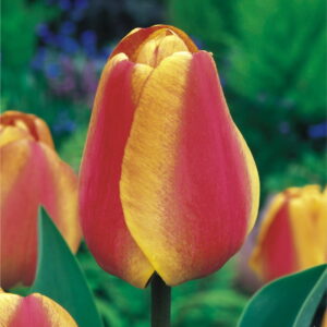 Tulipan Apeldorn's Elite - 15 szt.