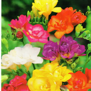 Frezja Podwójna Mix - 5 szt.